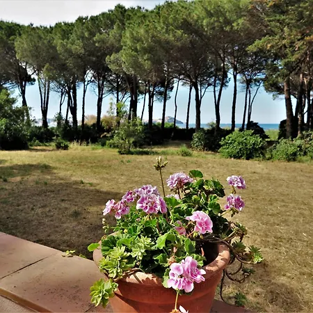 Eucalipti Immersa Nel E Sul Mare *